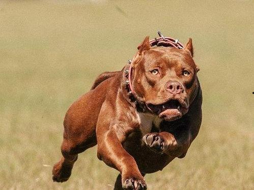 比特犬事件爆料视频,揭秘背后惊人真相 第2张 比特犬事件爆料视频,揭秘背后惊人真相 第2张