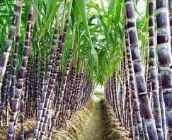 热点爆料甘蔗怎么做视频,视频教程带你轻松学会 第3张 热点爆料甘蔗怎么做视频,视频教程带你轻松学会 第3张